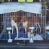 Basenji puppies for sale photo 16