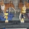 Basenji puppies for sale photo 17