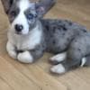 Welsh Pembroke Corgi Puppies photo 1