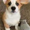 Welsh Pembroke Corgi Puppies photo 2