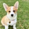 Welsh Pembroke Corgi Puppies photo 3