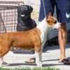 American Staffordshire Terrier puppies photo 1