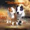 American Staffordshire Terrier puppies photo 2