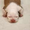 American Staffordshire Terrier puppies photo 3