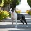 American Staffordshire Terrier puppies photo 4