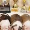 American Staffordshire Terrier puppies photo 5