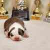 American Staffordshire Terrier puppies photo 6