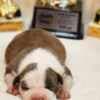 American Staffordshire Terrier puppies photo 8
