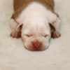 American Staffordshire Terrier puppies photo 9