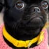 Griffon puppies photo 1