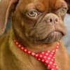 Griffon puppies photo 2