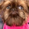 Griffon puppies photo 3