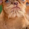 Griffon puppies photo 4