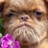 Griffon puppies photo 5