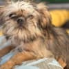 Griffon puppies photo 6