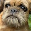 Griffon puppies photo 7