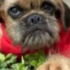 Griffon puppies photo 8