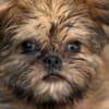 Griffon puppies photo 9