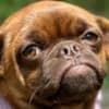 Griffon puppies photo 10