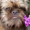 Griffon puppies photo 11