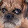 Griffon puppies photo 12