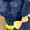 Griffon puppies photo 13