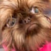 Griffon puppies photo 14