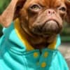 Griffon puppies photo 15