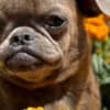 Griffon puppies photo 16