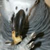 Congo  African Grey Parrots DNA Tested photo 4