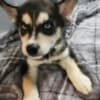 Siberian husky photo 1