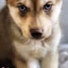 Siberian husky photo 3