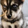 Siberian husky photo 4