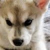 Siberian husky photo 5