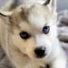 Siberian husky photo 6