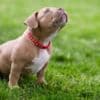 American Bully  puppies for sale photo 1