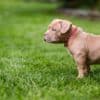 American Bully  puppies for sale photo 2