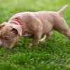 American Bully  puppies for sale photo 3