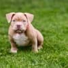 American Bully  puppies for sale photo 4