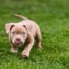 American Bully  puppies for sale photo 5