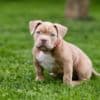 American Bully  puppies for sale photo 6
