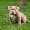 American Bully  puppies for sale photo 7