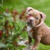 American Bully  puppies for sale photo 8
