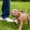 American Bully  puppies for sale photo 9
