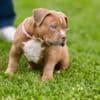 American Bully  puppies for sale photo 10