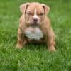 American Bully  puppies for sale photo 11