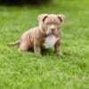 American Bully  puppies for sale photo 12