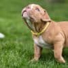 American Bully  puppies for sale photo 13