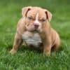 American Bully  puppies for sale photo 14