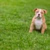 American Bully  puppies for sale photo 15